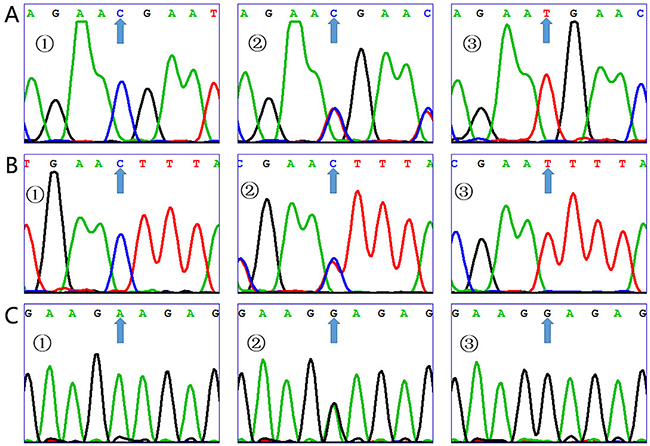 Sequencing map for the IL-17A gene.