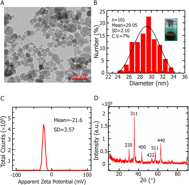 Fe3O4 NPs characterization.