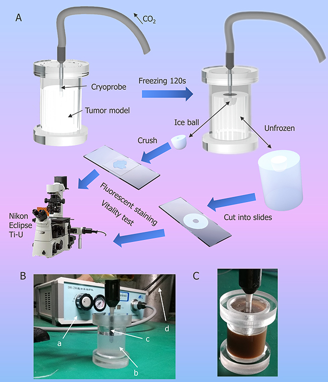 Illustration of cryosurgical device and process.