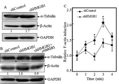 HMGB1 Knockdown increased the &#x3b2;-Actin protein expression and Polymerization, and cytoskeleon formation.