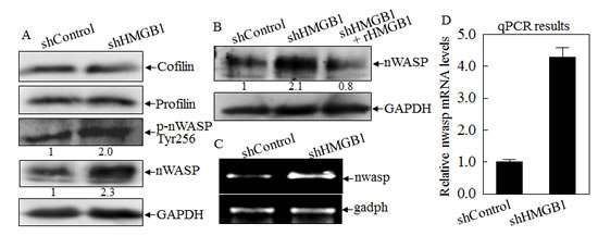 HMGB1 inhibited nWASP expression at both protein and mRNA levels.