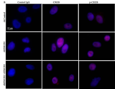 fig4b