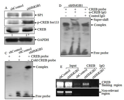 HMGB1 downregulated nWASP expression by inhibiting CREB phosphorylation and activation.