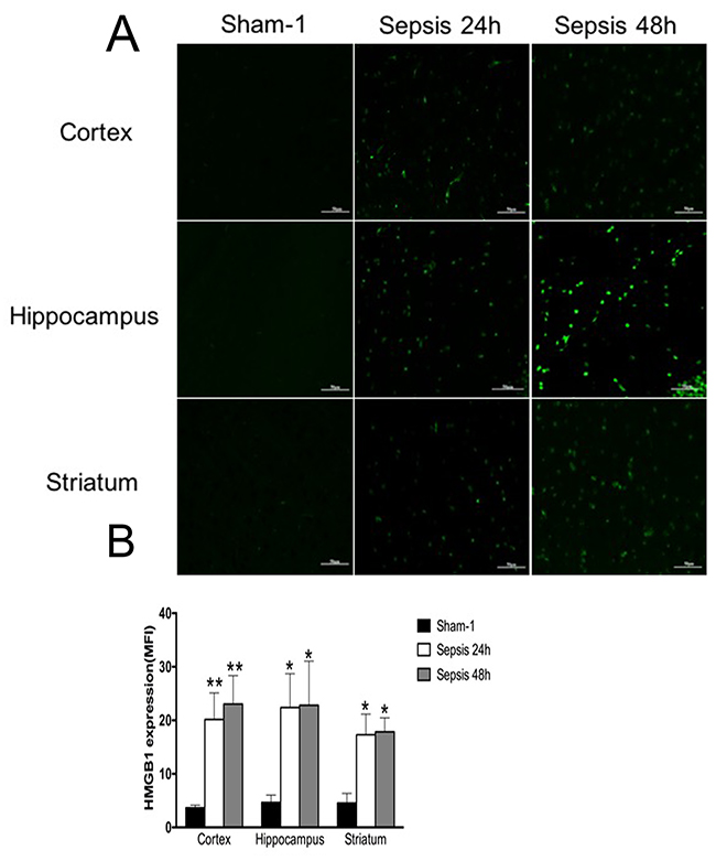 Expressions of HMGB1 in various brain regions measured by immunofluorescence staining.