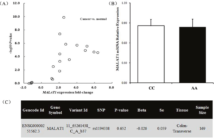 Functional relevance of rs1194338 on MALAT1 expression level.