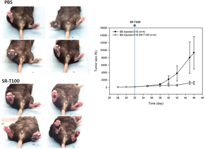 SR-T100 reduces the tumor size of localized melanoma in C57BL/6 mice.
