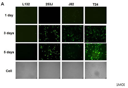 Restrictive replication of Ad5/35E1apsurvivinE4 in survivin-positive cells.