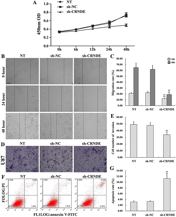 CRNDE knockdown inhibits proliferation, migration, and invasion, and promotes apoptosis in glioma cells.