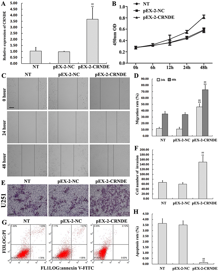 CRNDE overexpression promotes proliferation, migration, and invasion, and inhibits apoptosis in glioma cells.