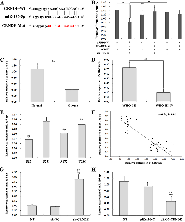 CRNDE binds to miR-136-5p and negatively regulates its expression.
