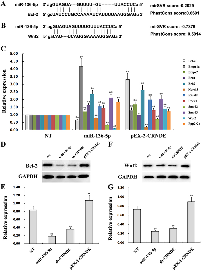 The lncRNA CRNDE increases Bcl-2 and Wnt2 expression by inhibiting miR-136-5p.