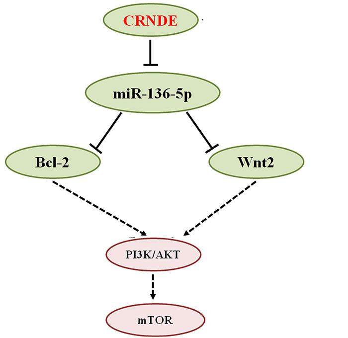 Schematic representation of CRNDE actions in glioma.