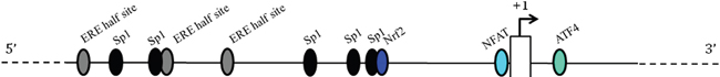 Schematic representation of the 5&#x2019;-flanking region of the human CSE gene.
