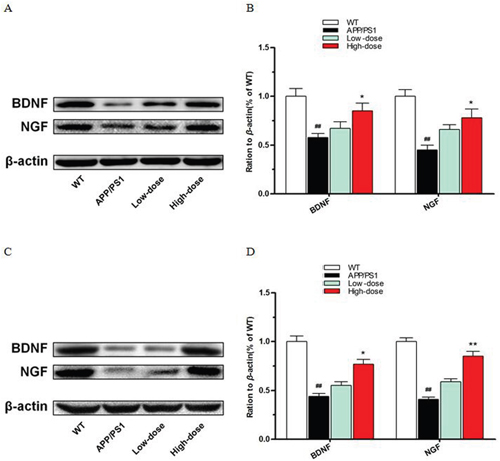 BJJS enhanced the expression level of neurotrophic factors in APP/PS1 mice.