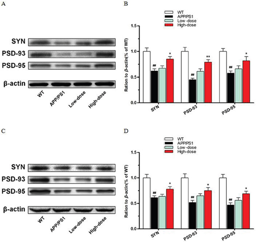 BJJS elevated synapse structure relevant proteins in APP/PS1 mice.