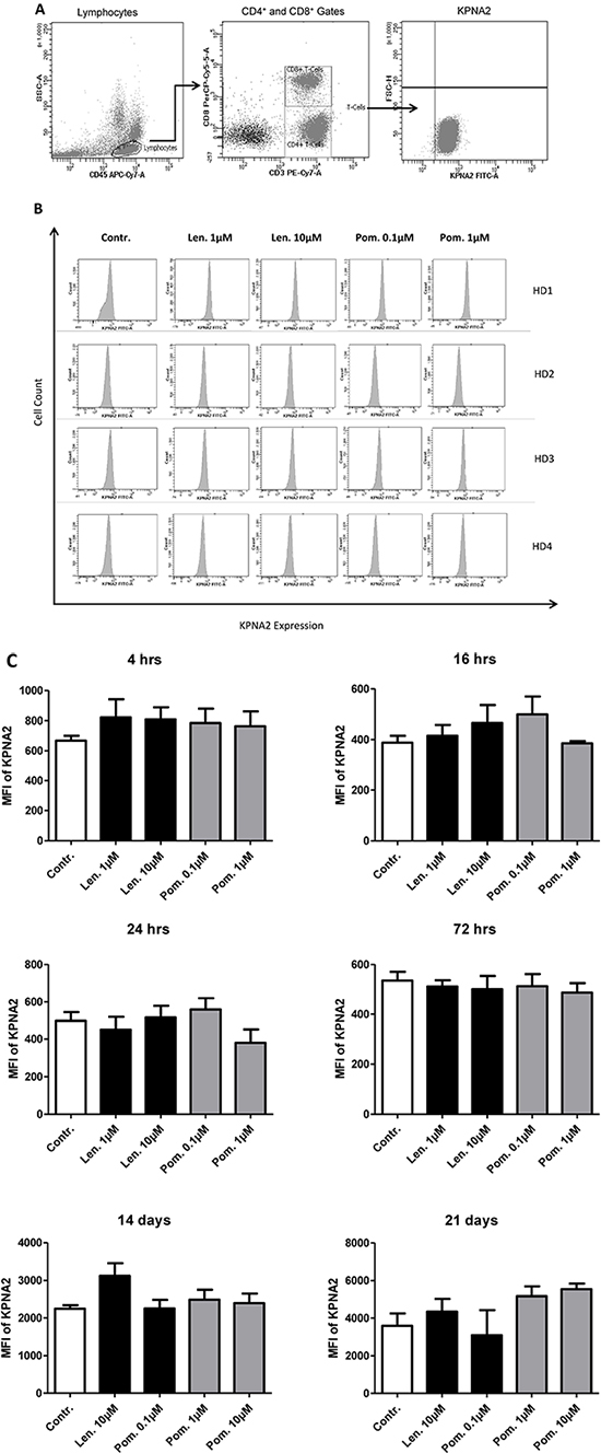 Impact of lenalidomide and pomalidomide on the degradation of the cereblon-binding protein KPNA2.