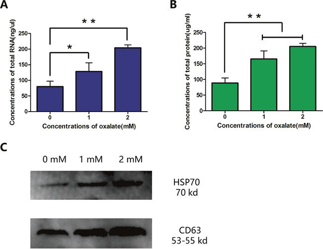 Quantification of RNA and protein in three groups of exosomes.