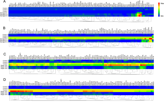 Heat maps of differentially expressed genes analyzed by DNA Damage and DNA Repair Signaling Pathway RT2 Profiler PCR Array.