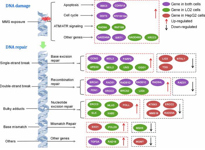 The signaling pathways of DNA damage and repair genes.