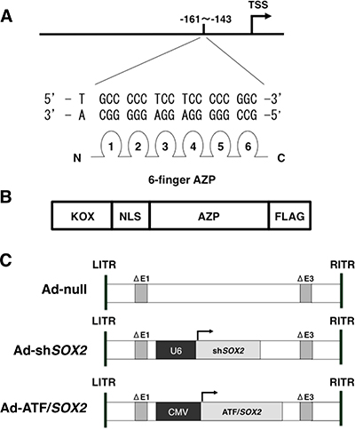 Schematic representation of ATF/SOX2.