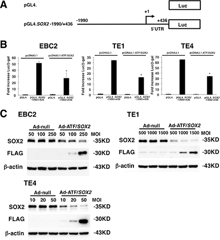 Repression of SOX2 transcriptional activity and protein expression by ATF/SOX2 in lung and esophageal SCC cells.