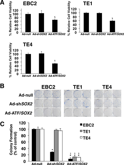 Ad-ATF/SOX2 significantly decreases cell viability and colony formation of SOX2-expressing lung and esophageal SCC cells.