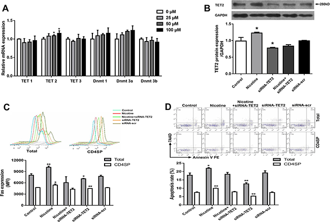 Effects of 50 &#x03BC;M nicotine treatment for 48 hours with or without siRNA-TET2 (100 nM) transfection on thymocyte apoptosis and expression of TET2, &#x03B1;7 nAChR and Fas in primary thymocytes.