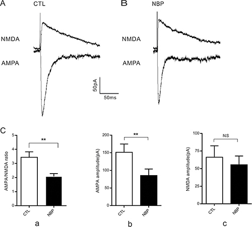 Decreased AMPA/NMDA ratio in CA1 pyramidal neurons.