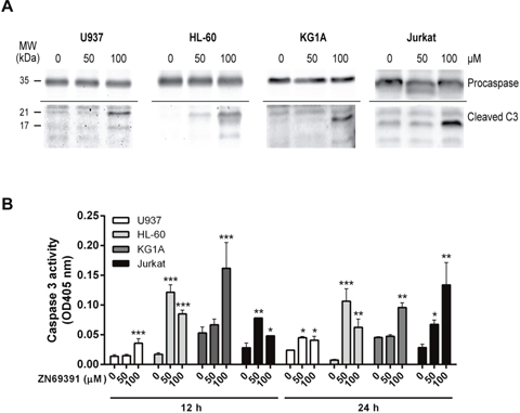 Caspase 3 activation in apoptosis induced by ZINC69391.
