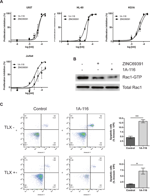 1A-116 is a more potent Rac1 inhibitor and shows proapoptotic activity on patient-derived leukemia cells.