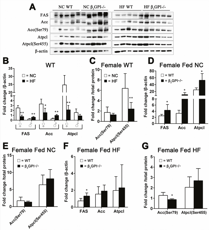 Effect of &#x03B2;2GPI deficiency on VAT lipogenesis enzyme levels.