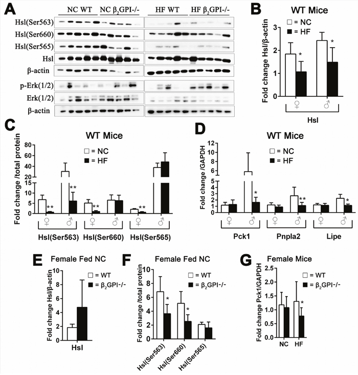 Effect of &#x03B2;2GPI deficiency on VAT lipolysis enzyme activation.