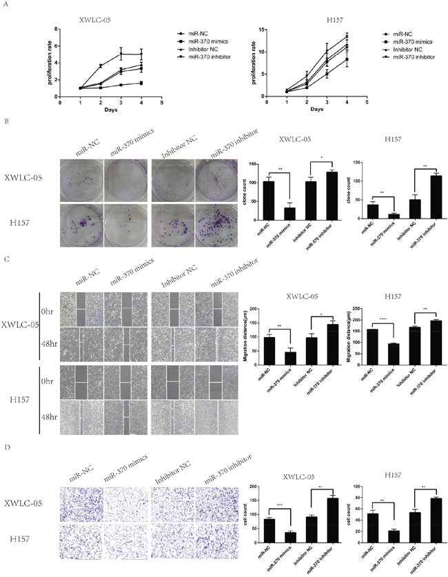 MiR-370 over-expression inhibits while inhibition of miR-370 expression enhances the proliferation, colony formation, wound healing and invasion of XWLC-05 and H157 cells.