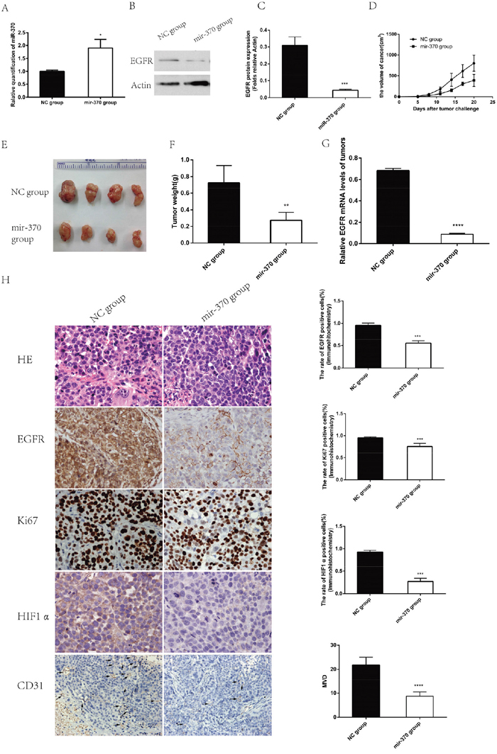 Induction of miR-370 over-expression inhibits the growth and angiogenesis of NSCLC xenograft tumors in vivo.