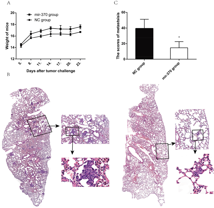 MiR-370 over-expression inhibits the lung metastasis of NSCLC xenografts in vivo.