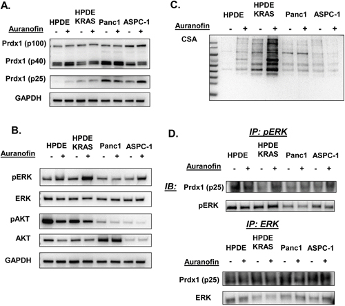 pERK and Prdx1 interactions and Txn system regulation of pERK and pAKT in pancreatic cells.