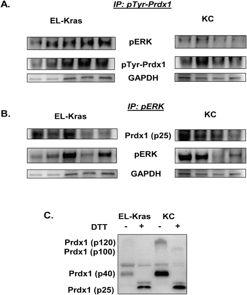 Differential pTyr-Prdx1/ERK interactions in EL-Kras and KC mouse tissue.