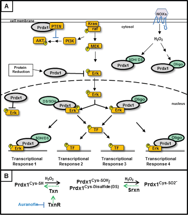 Regulation of Kras signaling by Peroxiredoxin-1- In our model of Kras associated disruption of the Txn system, Kras activated signaling results in decreased Txn and Srxn expression.
