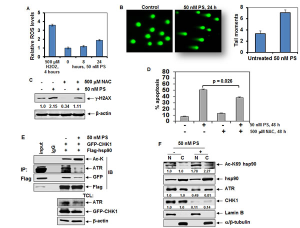 Treatment with PS induces hyperacetylation of nuclear hsp90, disrupts chaperone interaction of hsp90 with ATR and CHK1 and induces DNA damage and apoptosis of cancer cells.