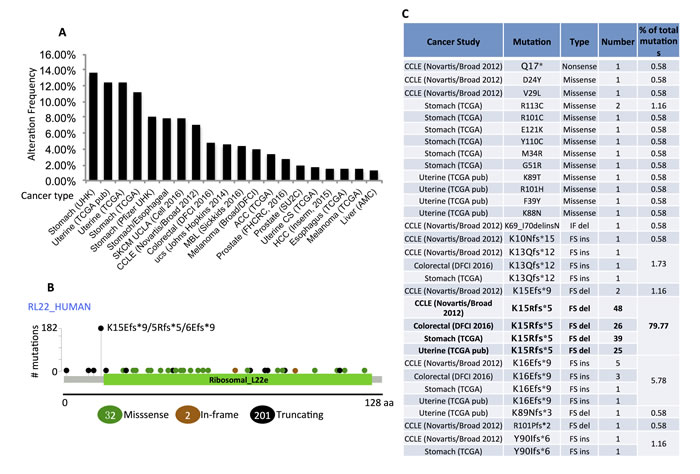 RPL22/eL22 is highly mutated in human cancers.