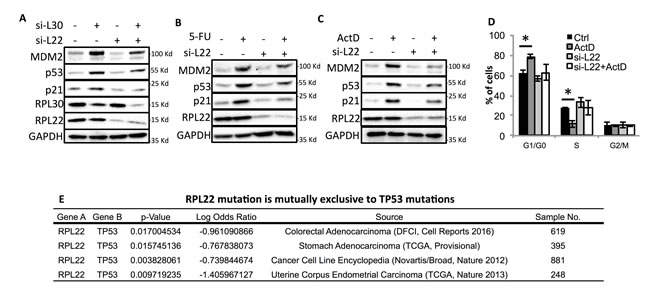 L22 is required for ribosomal stress-induced p53 activation.
