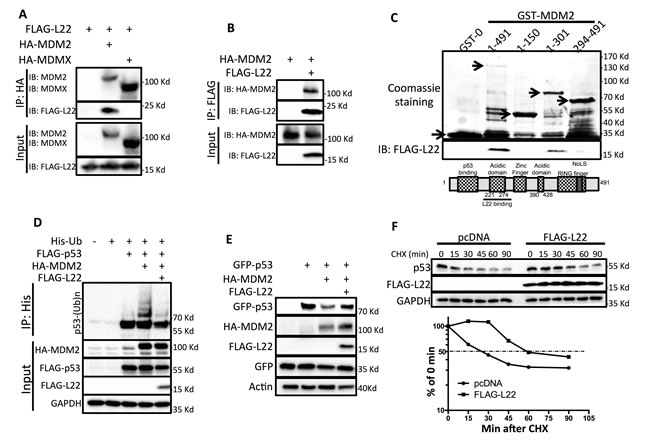 RPL22/eL22 binds to MDM2 and suppresses MDM2-mediated p53 degradation.