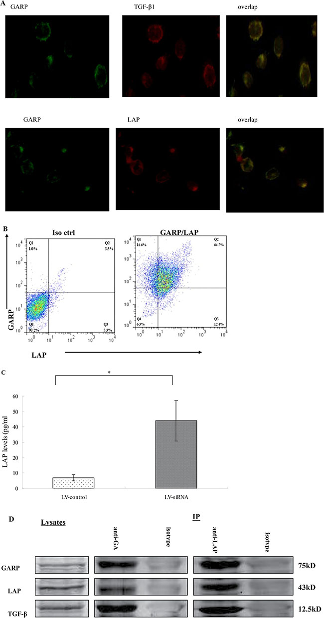 Colocalization of latent TGF-&#x03B2;1 (LAP) and TGF-&#x03B2;1 with GARP on MSCs.