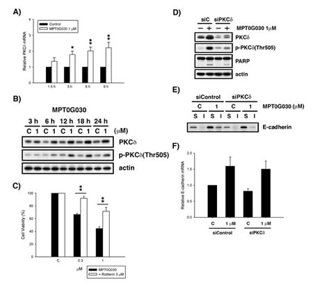 Activation of PKC&#x3b4; contributes to cell differentiation and cell death.
