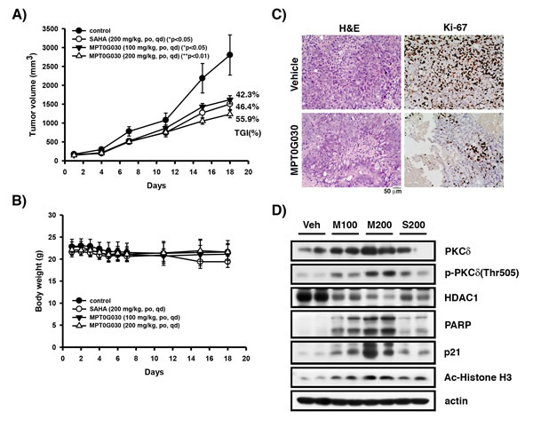 MPT0G030 anticancer activity in HT-29 xenograft models.