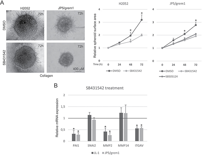 TGF-&#x03B2; pathway receptor inhibitors reduce gremlin-1 induced 3D collagen invasion.