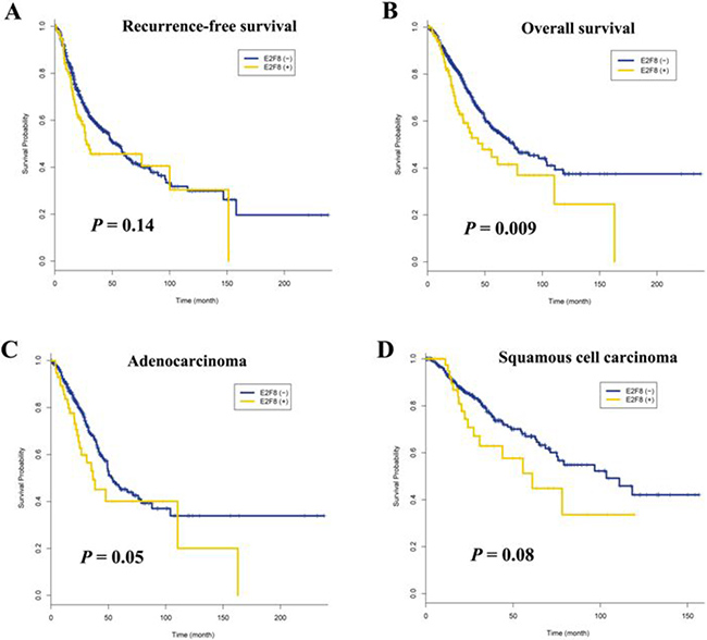Effect of E2F8 overexpression on survival of patients with non-small cell lung cancer.