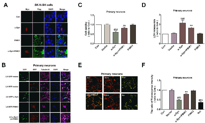 PINK1 attenuates &#x3b1;-Syn-induced mitochondrial dysfunction and cytotoxicity.