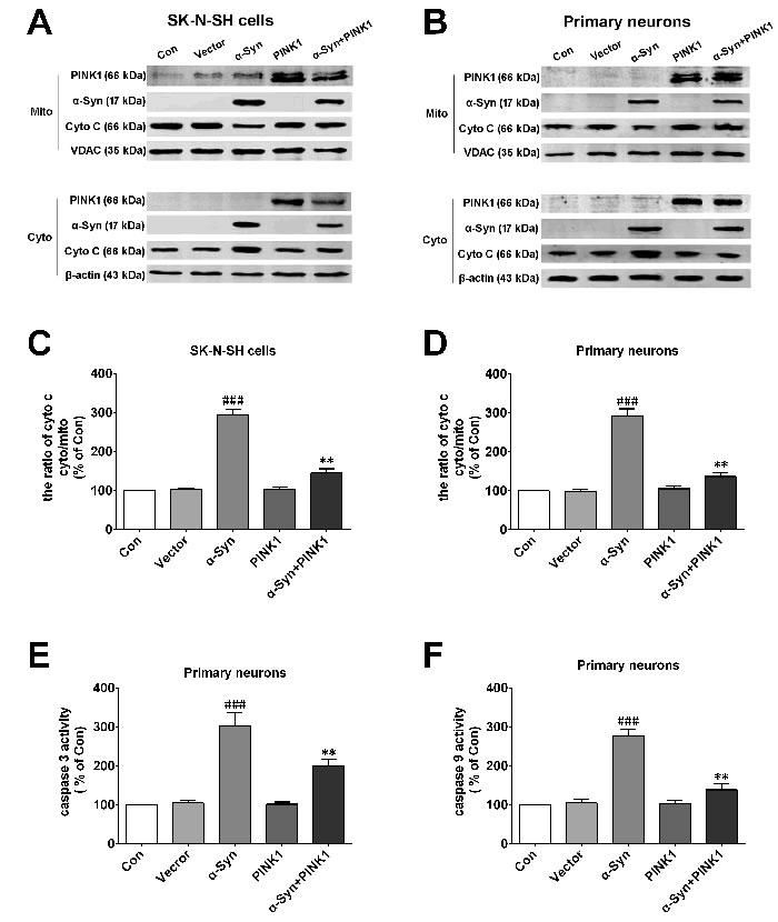 PINK1 protects cells against mitochondrial dependent apoptosis induced by &#x3b1;-Syn overexpression.