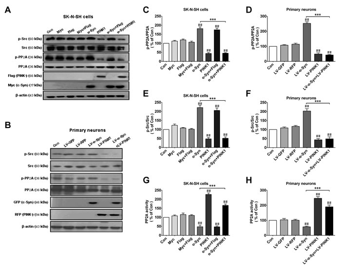 PINK1 overexpression reverses &#x3b1;-Syn-induced PP2A phospho-inhibition and Src phospho-activation.